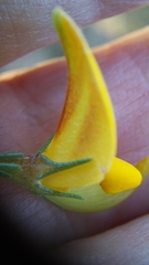 Aspalathus rycroftii