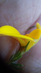 Aspalathus rycroftii