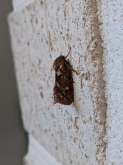 Korscheltellus fusconebulosa