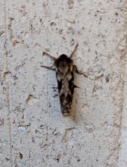 Korscheltellus fusconebulosa