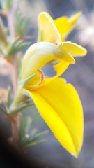 Aspalathus rycroftii