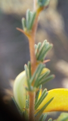 Aspalathus rycroftii