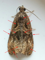 Olethreutes melanomesum