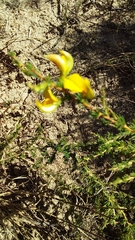 Aspalathus rycroftii