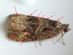 Olethreutes melanomesum