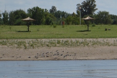 Himantopus mexicanus