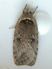 Agonopterix clemensella