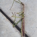 Giant Green Stick Insect - Photo (c) Jaskeen Paniagua, some rights reserved (CC BY-NC), uploaded by Jaskeen Paniagua