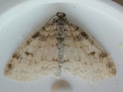 Lobophora nivigerata