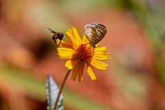 Leptotes cassius cassius