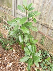 Magnolia grandiflora