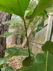 Magnolia grandiflora