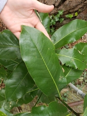 Magnolia grandiflora