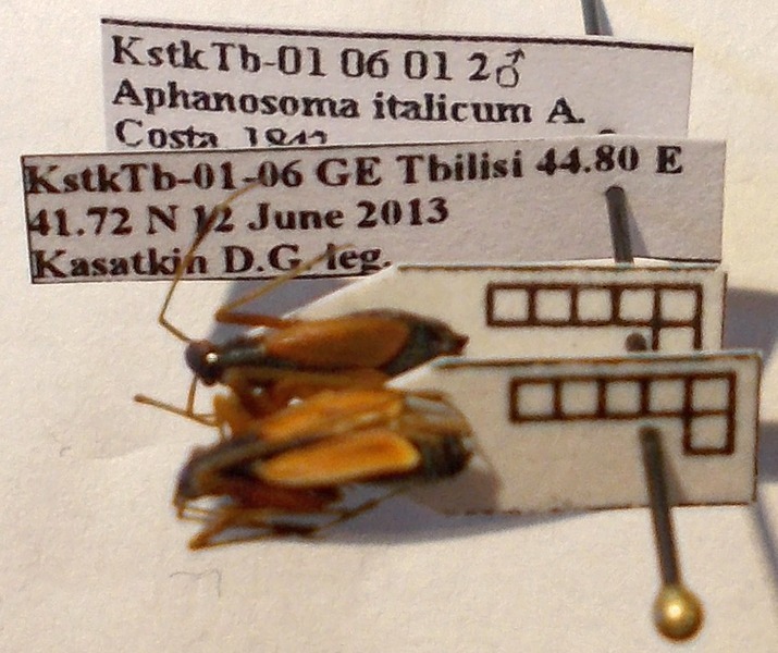 Aphanosoma italicum