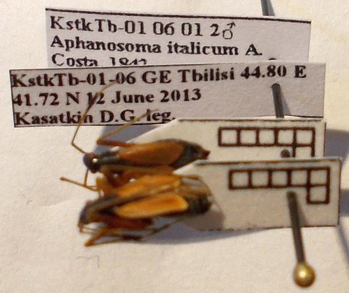 Aphanosoma italicum