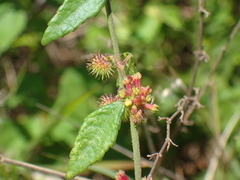 Triumfetta rhomboidea rhomboidea