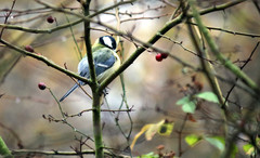 Parus major major