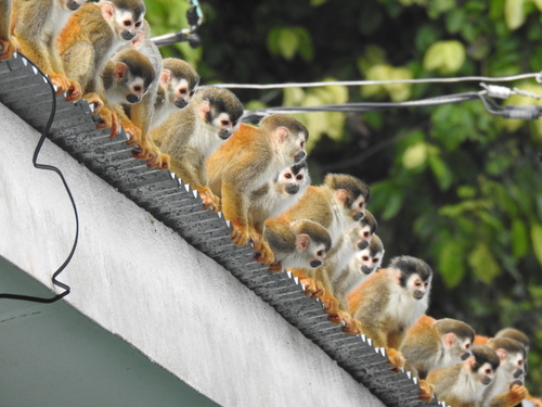 Central American Squirrel Monkey, Puntarenas, CR, photo 7 of 10