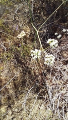Lichtensteinia obscura