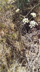 Lichtensteinia obscura