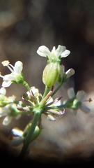 Lichtensteinia obscura