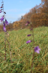 Campanula rapunculoides