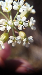 Lichtensteinia obscura