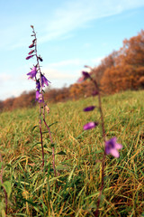 Campanula rapunculoides