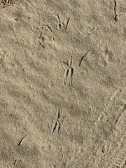 Geococcyx californianus