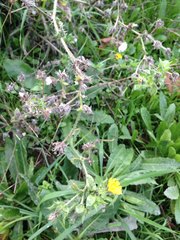 Helminthotheca echioides