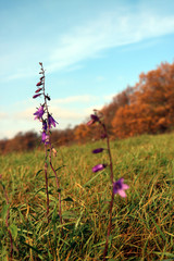 Campanula rapunculoides