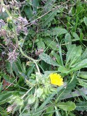 Helminthotheca echioides