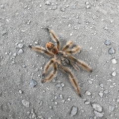 Phrixotrichus vulpinus