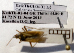 Calocoris roseomaculatus