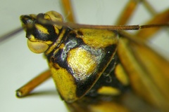 Calocoris roseomaculatus