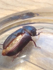 Tenebrio molitor