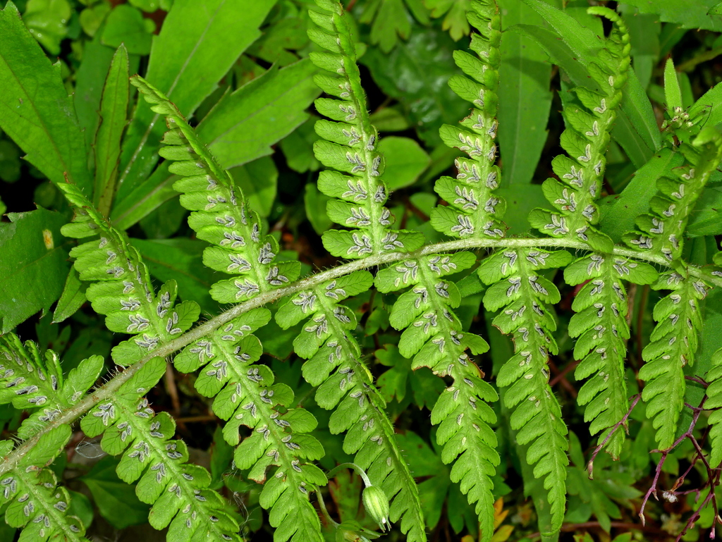 Deparia jiulungensis
