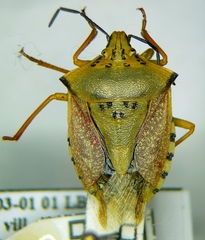 Carpocoris coreanus