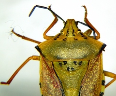 Carpocoris coreanus