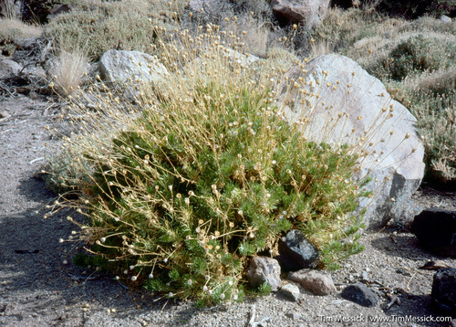 Cheirolophus teydis