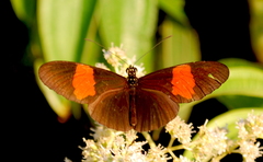 Heliconius erato hydara