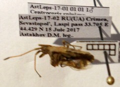 Centrocoris spiniger