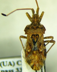Centrocoris spiniger