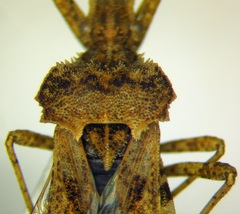 Centrocoris spiniger