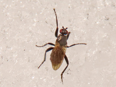 Crumomyia nitida