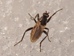 Crumomyia nitida