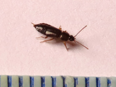 Arpedium brachypterum