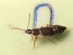 Arpedium brachypterum