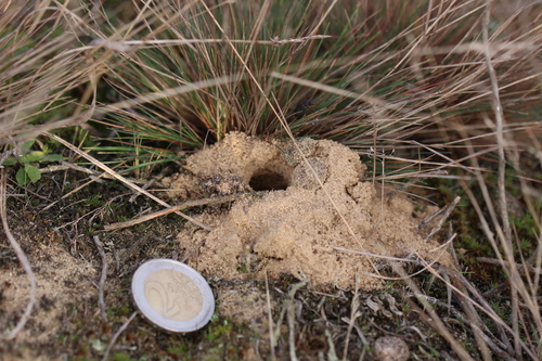 Minotaur Beetle