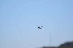 Rhionaeschna multicolor